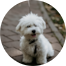Maltese Puppy For Sale - Lone Star Pups
